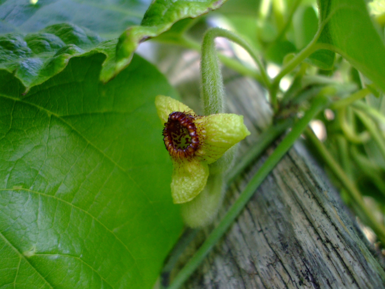 Aristolochia tomentosa
